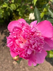 peony, peonies, blooming peony, blooming peony bush, pink peony flower