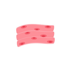 muscle cell illustration