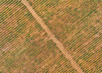 An aerial drone view of the vineyard with a dirt road in autumn.