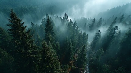霧と光が描く神秘的な針葉樹林の風景