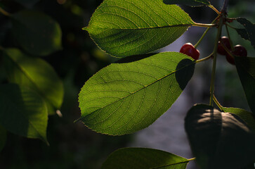 A green cherry leaf on a branch shines through in the sun