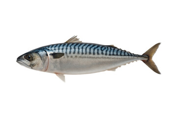 fresh fish on white background, saba, clipping path, transparent	