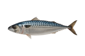 isolated Atlantic mackerel (Scomber scombrus) on transparent background. Fresh sea fish with vivid blue stripes, perfect for seafood packaging design, cooking illustrations, marine biology references