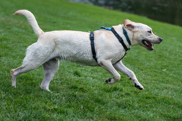A wet yellow labrador retriever running through the grass