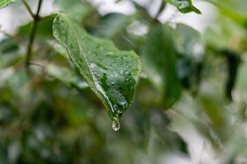 Water about to fall off end of leaf