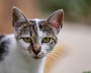 Mostly white tabby cat face on blurred background