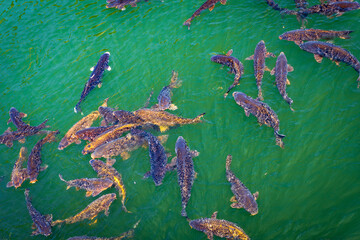 A group of large, dark koi fish swimming together in green water viewed from above