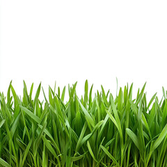 Fototapeta premium Fresh green wheatgrass blades isolated against a clean white background demonstrating vibrant healthy growth and the beauty of nature