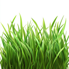Realistic green grass blades illustration on white background perfect for nature and spring concepts