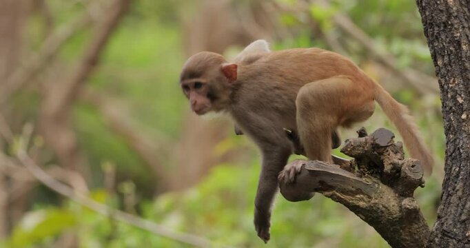 Macaques in nature. Macaques constitute a genus (Macaca) of gregarious monkeys. Macaques are found in a variety of habitats throughout the Asian continent and are highly adaptable.