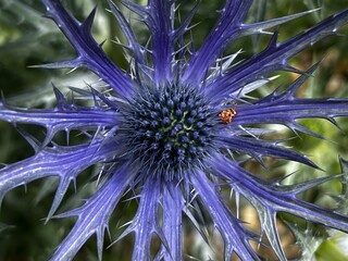 Close up of Eryngium hirsutum, or sea holly, a species of flowering plant genus Eryngium, the...