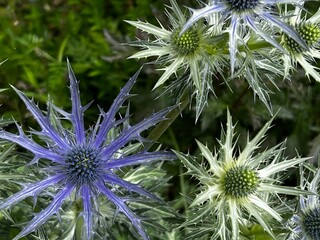 Close up of Eryngium hirsutum, or sea holly, a species of flowering plant genus Eryngium, the...