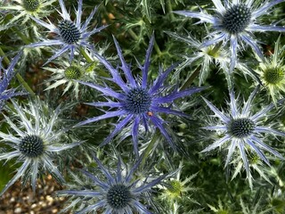 Close up of Eryngium hirsutum, or sea holly, a species of flowering plant genus Eryngium, the...
