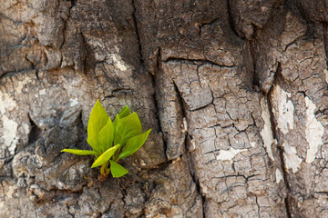Young green sprout on tree bark