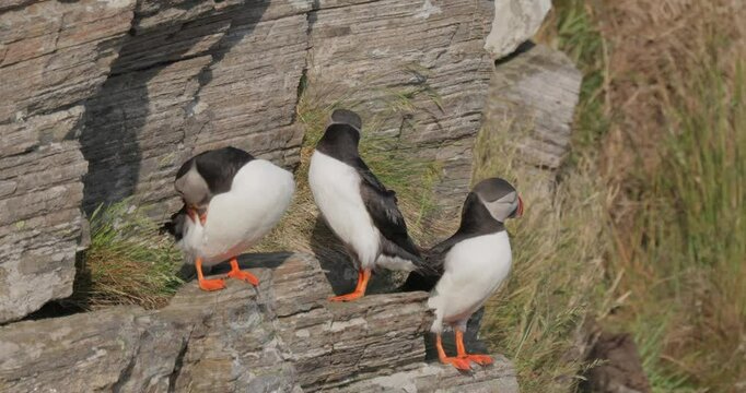 Atlantic puffin (Fratercula arctica), on the rock on the island of Runde (Norway).
