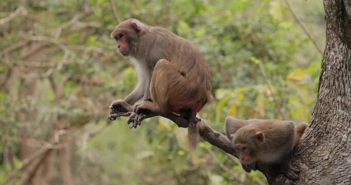 Macaques in nature. Macaques constitute a genus (Macaca) of gregarious monkeys. Macaques are found in a variety of habitats throughout the Asian continent and are highly adaptable.