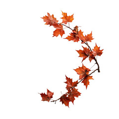 Fototapeta premium Autumnal Maple Branch: A delicate, curving branch of maple leaves, displaying the rich, warm hues of autumn against a clean backdrop.
