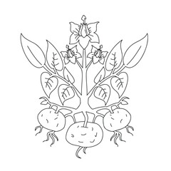 vector illustration of a potato plant. Drawing. Simple