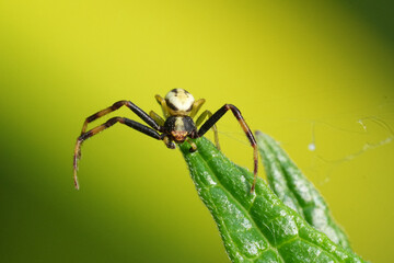Close-up of a male Goldenrod crab spider perched on a vibrant green leaf against a blurred, bright background. Detailed view