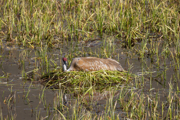 Sandhill Crane on a Nest in a Pond in Wyoming