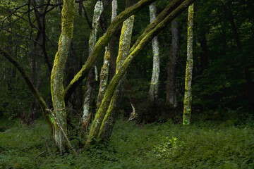 the wooded banks of Lake Picades, in Aubrac