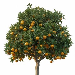 a full mature orange tree isolated on a white background