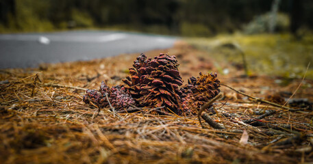 Pinus Seeds of Pinus Forest