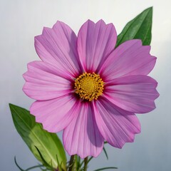 Cosmos flower high quality image, white background