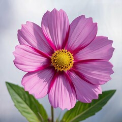 Cosmos flower high quality image, white background
