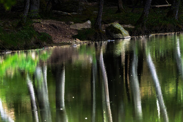 the wooded banks of Lake Picades, in Aubrac