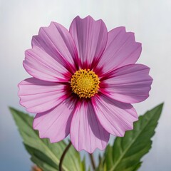 Cosmos flower high quality image, white background