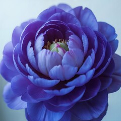 Van Zyverden Butter Cups Ranunculus Purple color image, 
