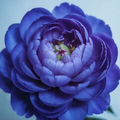 Van Zyverden Butter Cups Ranunculus Purple color image, 