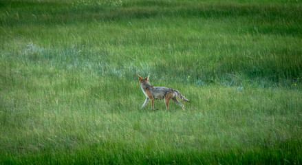 Mother Coyote Trots Through Green Meadow