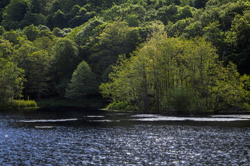 the wooded banks of Lake Picades, in Aubrac