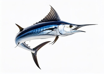 Blue Marlin Fish Isolated on White Background &ndash; High Detail Marine Wildlife Image
