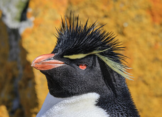 Southern Rockhopper Penguin (Eudyptes chrysocome), Kidney Cove, Falkland Islands, South Atlantic