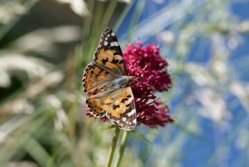 Painted Lady (Vanessa Cardui) Butterfly perched on pink flower in Zurich, Switzerland