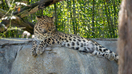 leopard in the tree