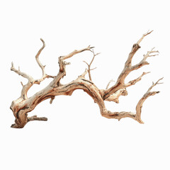 Fototapeta premium Intricate Dried Driftwood Branch Isolated on Gray