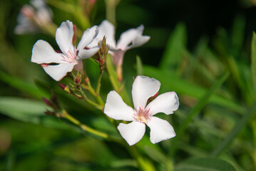 white magnolia flower