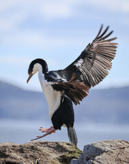 Falklands Shag in flight (Leucocarbo atriceps albiventer), also called King Shag, Imperial Shag,...