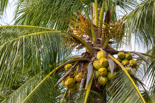 Coconut tree in Koh Samui, Thailand with yellow coconuts showing the fruit in the early stages of their growth