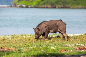 Fototapeta premium Pig island, Image shows a young lone pig on the sand on on a tropical beach