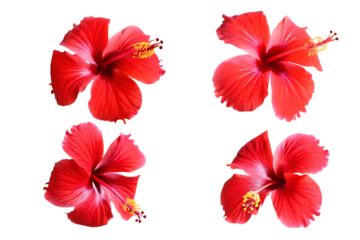tropical red hibiscus flower isolated on white background PNG 