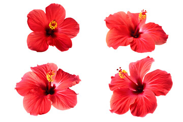 tropical red hibiscus flower isolated on white background PNG 