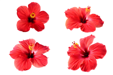tropical red hibiscus flower isolated on white background PNG 