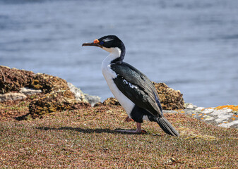 Falklands Shag (Leucocarbo atriceps albiventer), also called King Shag, Imperial Shag, and Blue-eyed Shag, Falkland Islands, South Atlantic