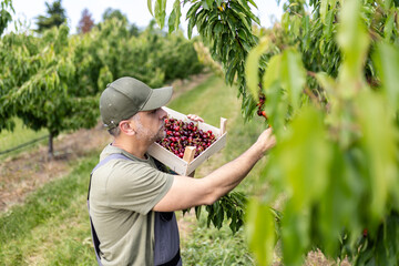 Harvesting fresh cherries in an orchard on a sunny day surrounded by lush trees