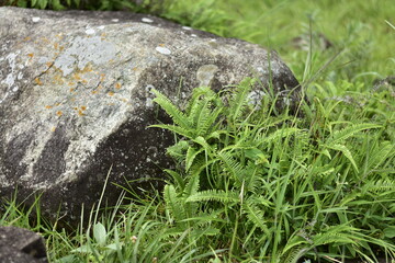 Mossy rock with vibrant green ferns and lush grass, perfect for nature themes.
